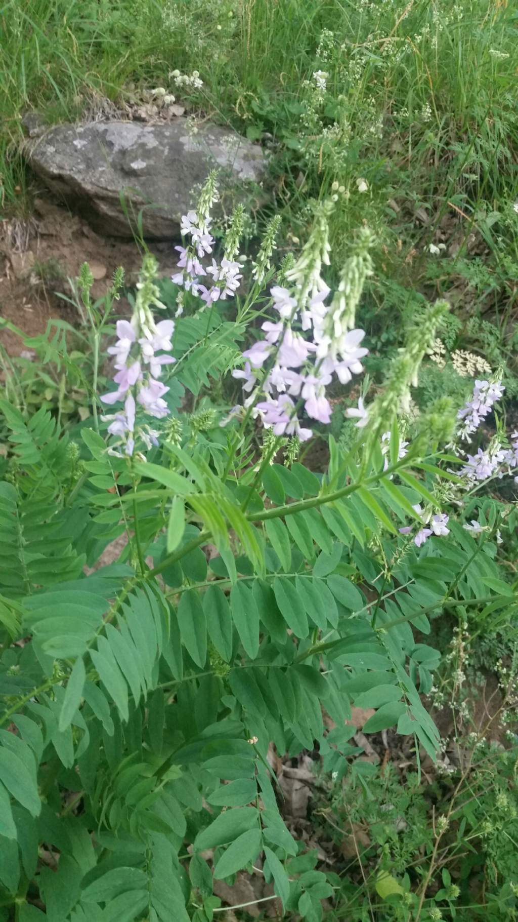 Galega officinalis (Fabaceae) e Digitalis lutea (Plantaginaceae)